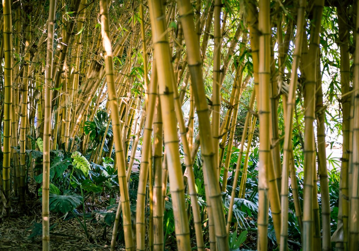 Marrakesch Jardin Majorelle