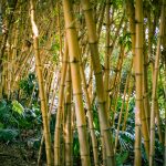 Jardin Majorelle